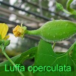 Luffa operculata
