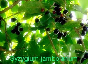 Syzygium jambolanum