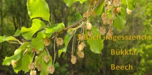 Bükkfa 3. Bach virágesszencia
