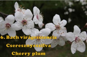 Cseresznyeszilva 6. Bach virágesszencia