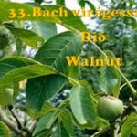 Dió 33.Bach virágesszencia