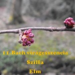 Szilfa 11. Bach virágesszencia