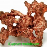 Cuprum metallicum