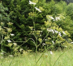 Cickafark Millefolium herba