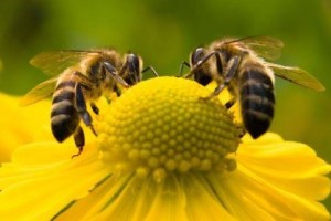 holt méhek cukorbetegség kezelésében pyelonephritis kezelés a 2. típusú cukorbetegség